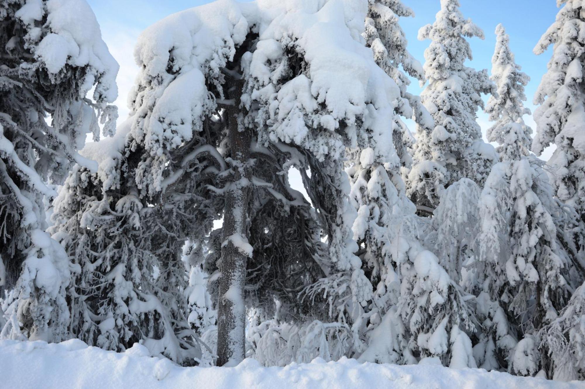12 - Fulufjellets Nasjonalparker - Natur-, Dyre- Og Fugleopplevelser Ljordal Екстер'єр фото