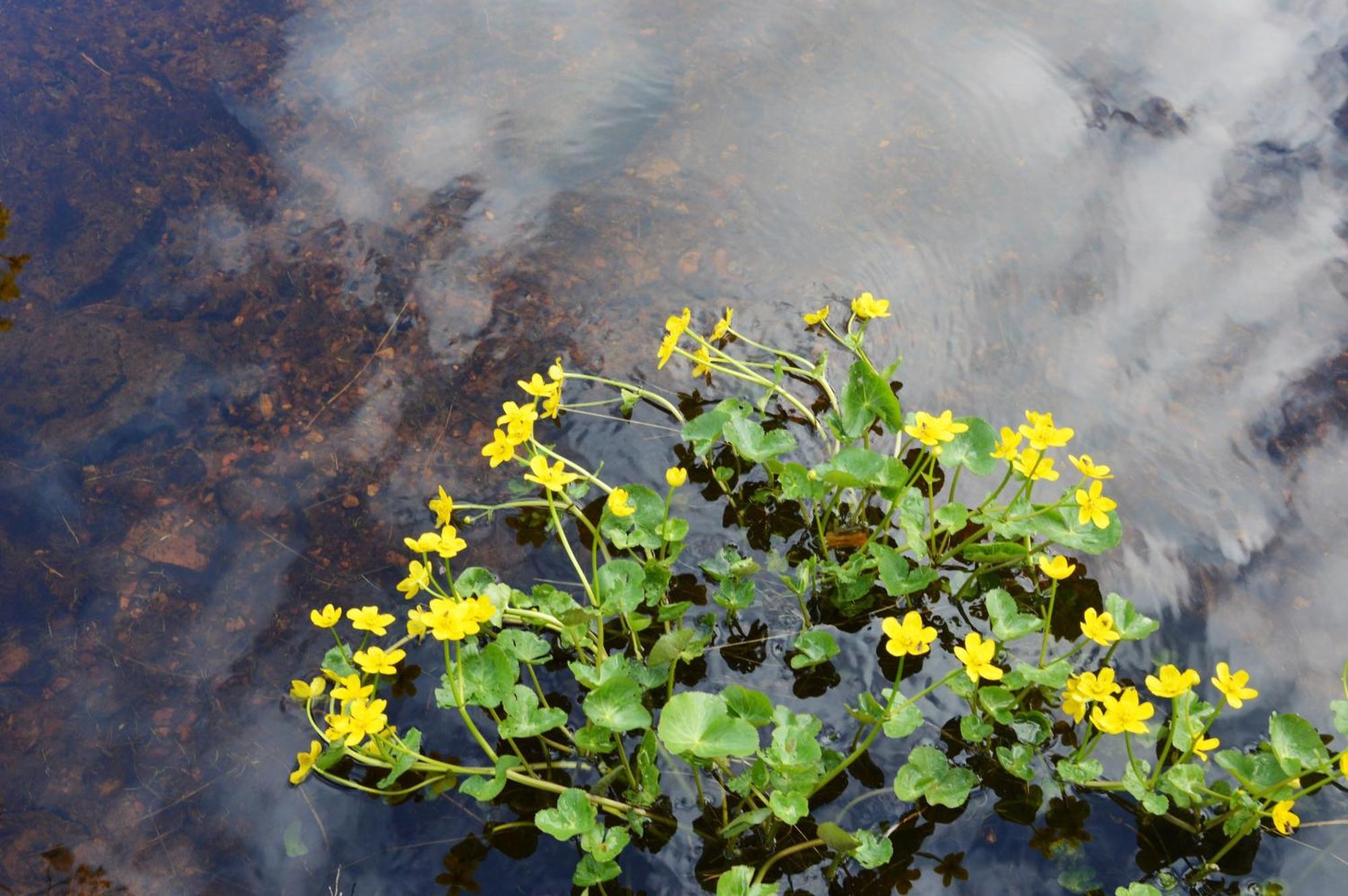 12 - Fulufjellets Nasjonalparker - Natur-, Dyre- Og Fugleopplevelser Ljordal Екстер'єр фото