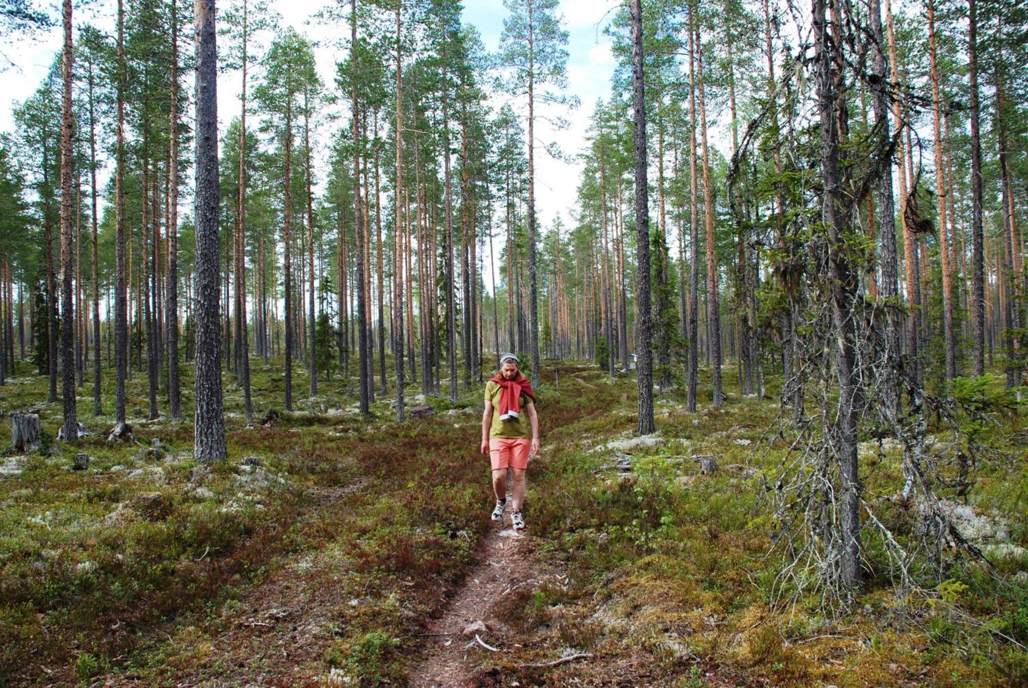 12 - Fulufjellets Nasjonalparker - Natur-, Dyre- Og Fugleopplevelser Ljordal Екстер'єр фото