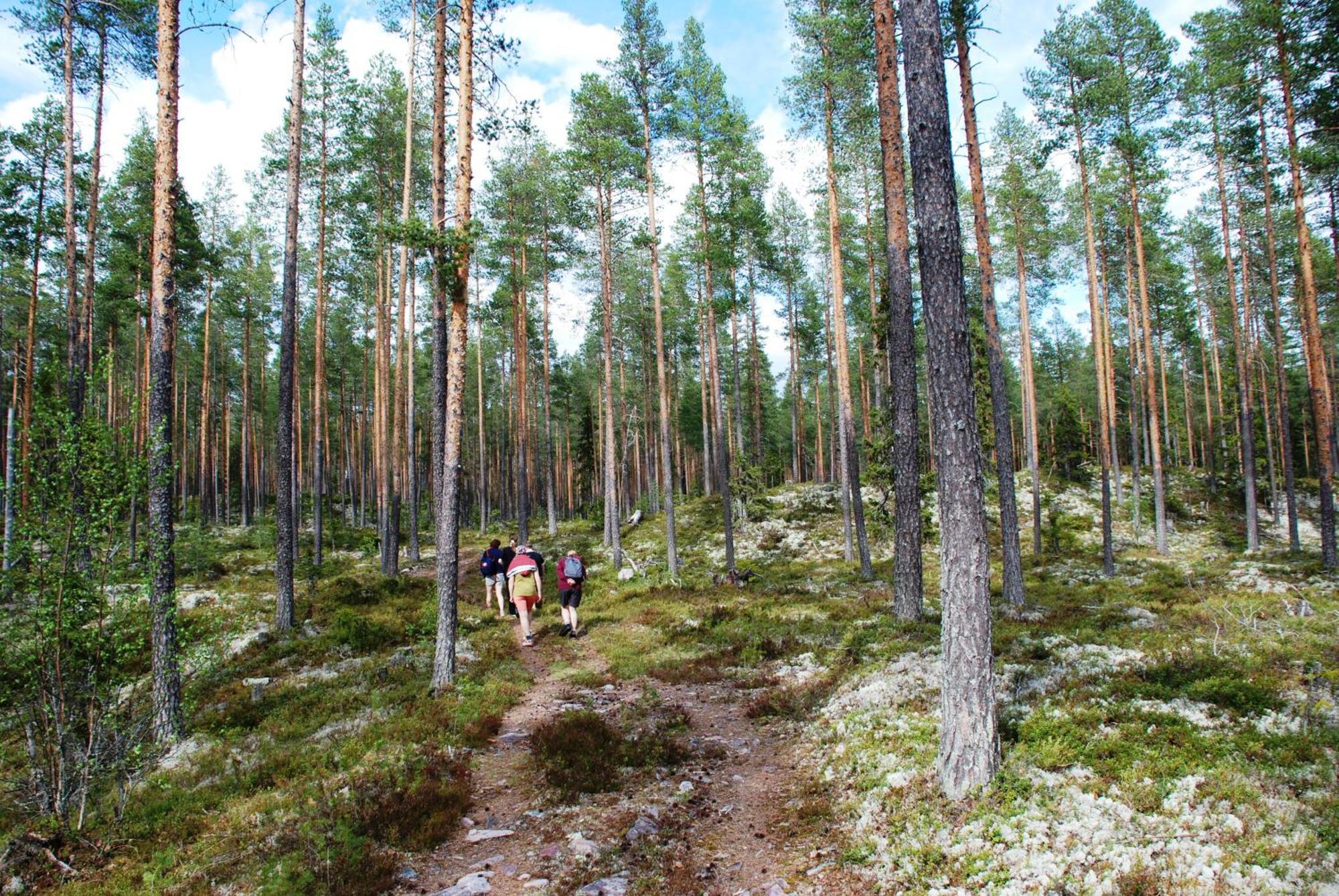 12 - Fulufjellets Nasjonalparker - Natur-, Dyre- Og Fugleopplevelser Ljordal Екстер'єр фото