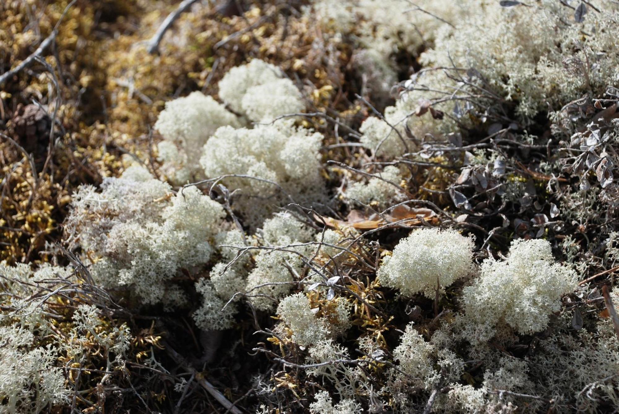 12 - Fulufjellets Nasjonalparker - Natur-, Dyre- Og Fugleopplevelser Ljordal Екстер'єр фото