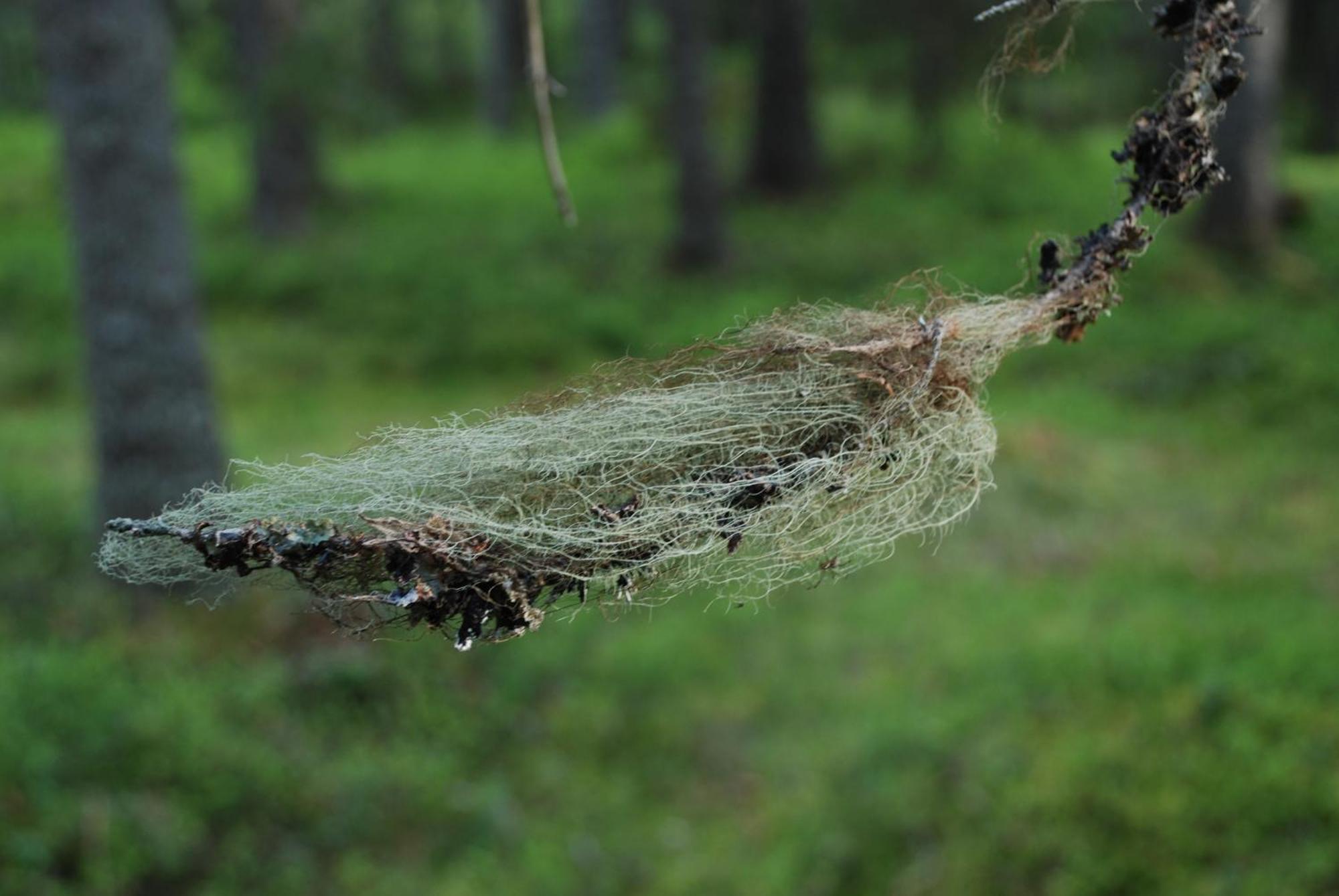 12 - Fulufjellets Nasjonalparker - Natur-, Dyre- Og Fugleopplevelser Ljordal Екстер'єр фото